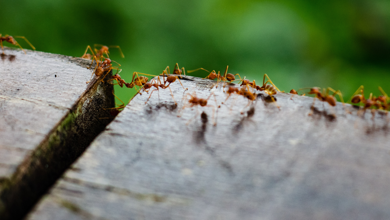 Pest Control - Senoia, GA - Home Source Pest Control