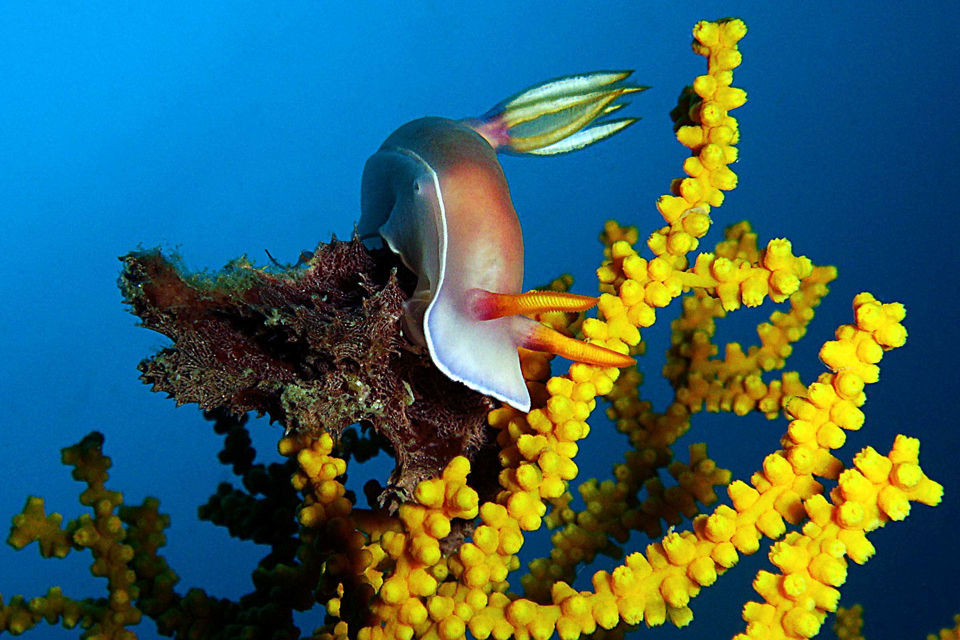 Nudibranch