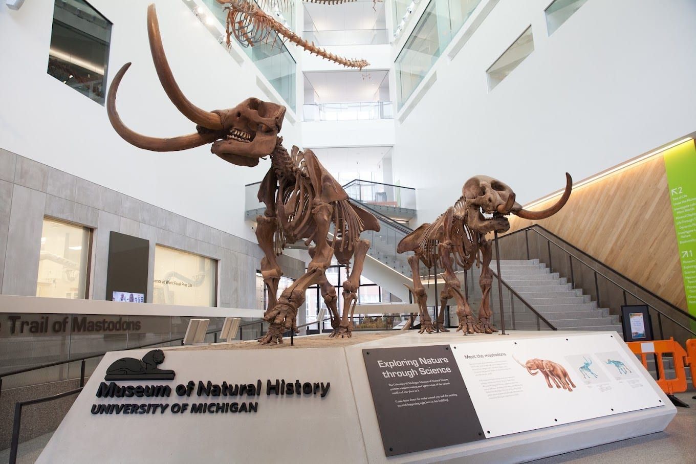 Two mammoth skeletons are displayed in a museum of natural history.