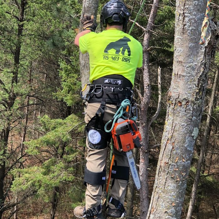 A man is climbing a tree with a chainsaw.