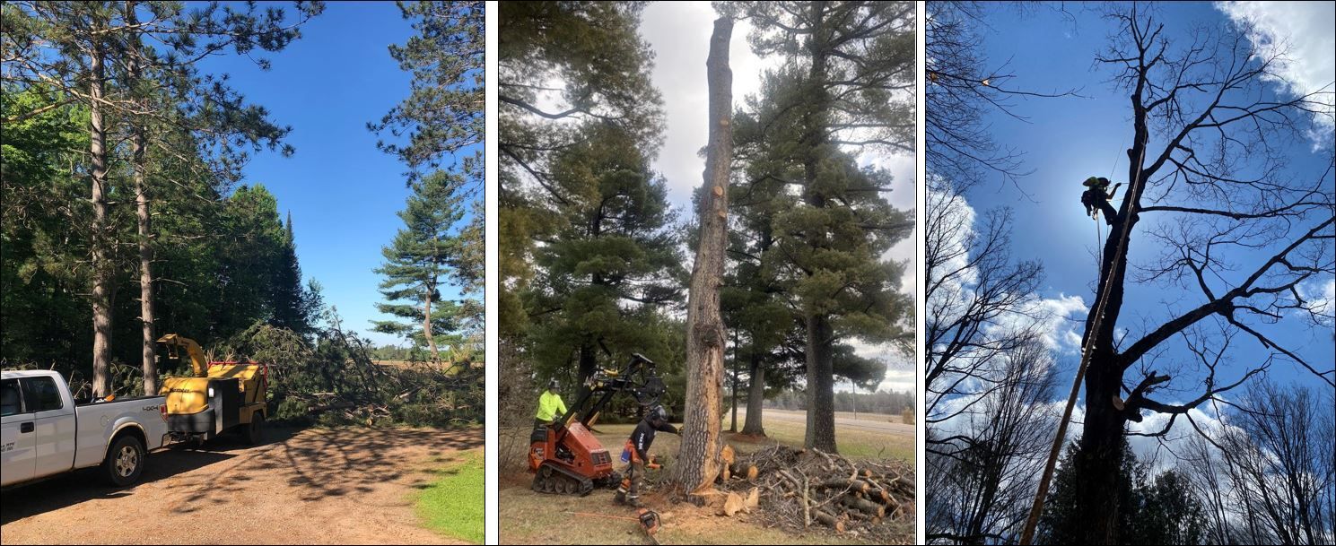 A collage of three pictures of a tree being cut down.