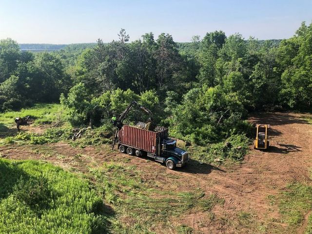 A bulldozer is cutting down trees in the woods.