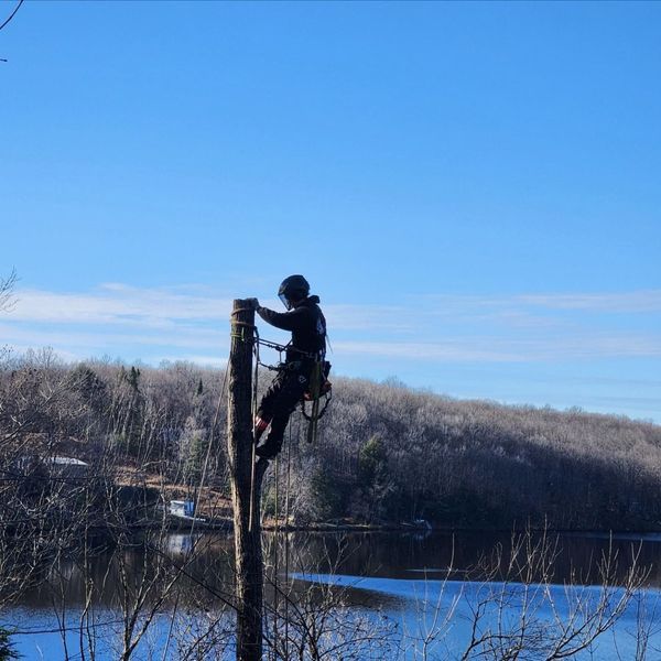 A man is standing on top of a tree stump near a lake.