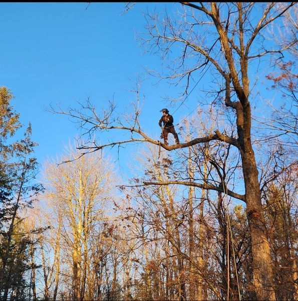 A person is standing on a tree branch in the woods