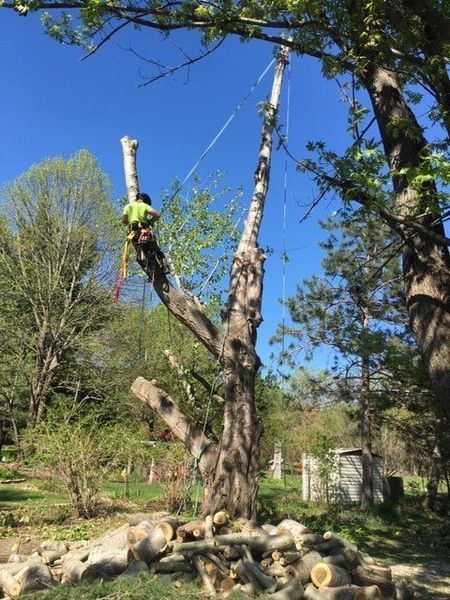 A man is cutting down a tree with a chainsaw.