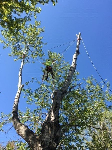 A man is climbing up a tree with a rope.