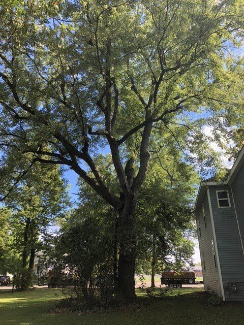 A large tree in front of a house on a sunny day.