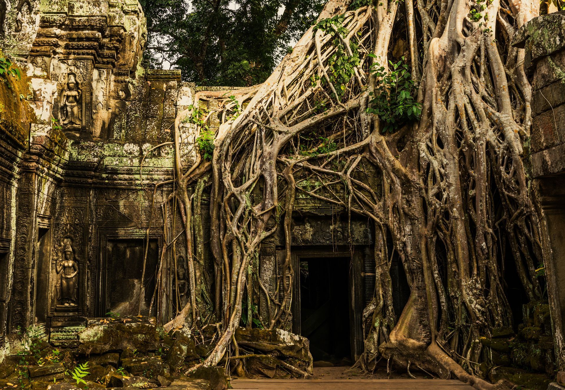 Massive tree roots growing over ancient stone ruins at a temple site during a Cambodia yoga retreat.