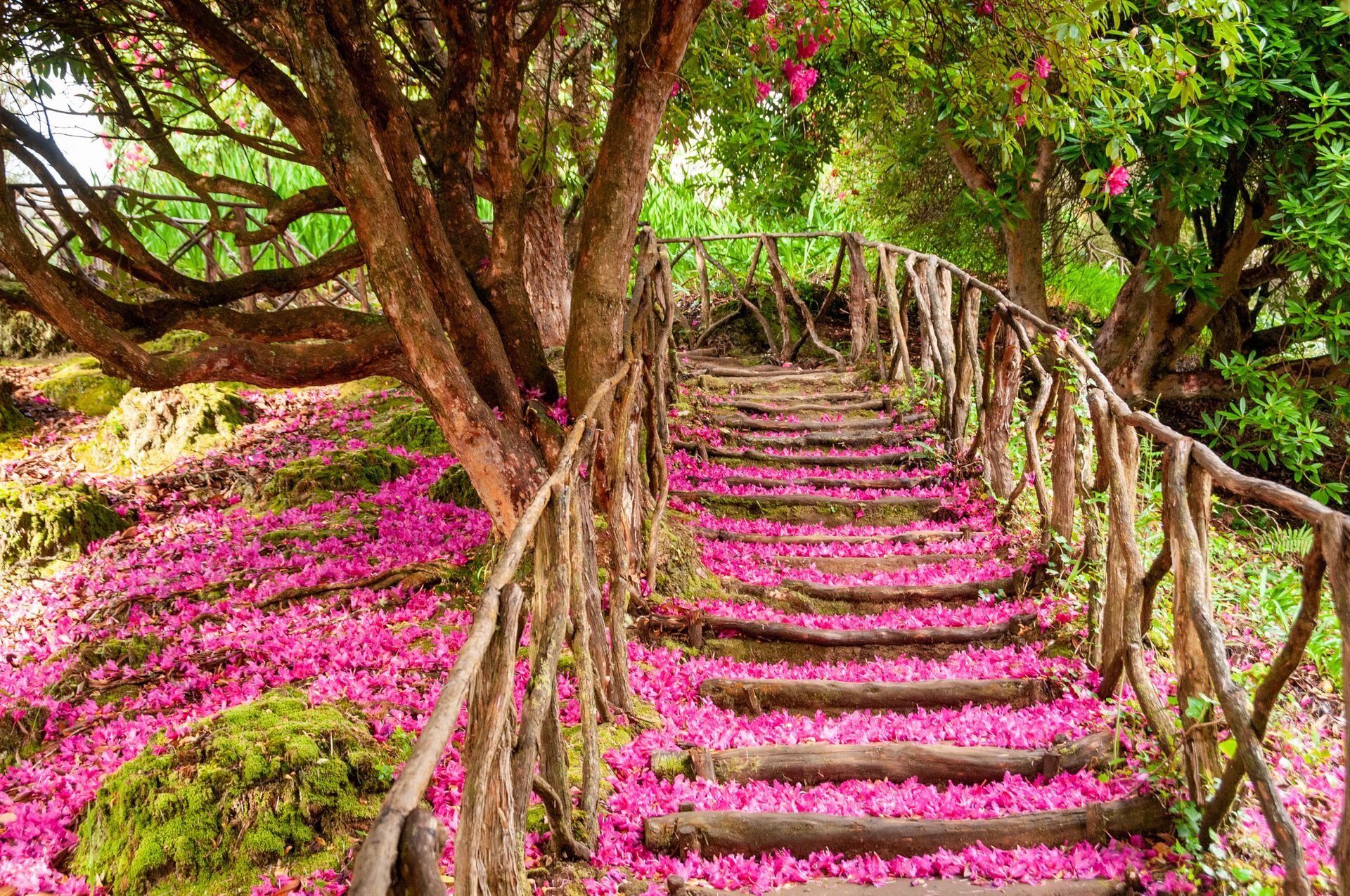 Rustic wooden staircase path covered in bright pink flower petals at a Madeira yoga retreat destination.