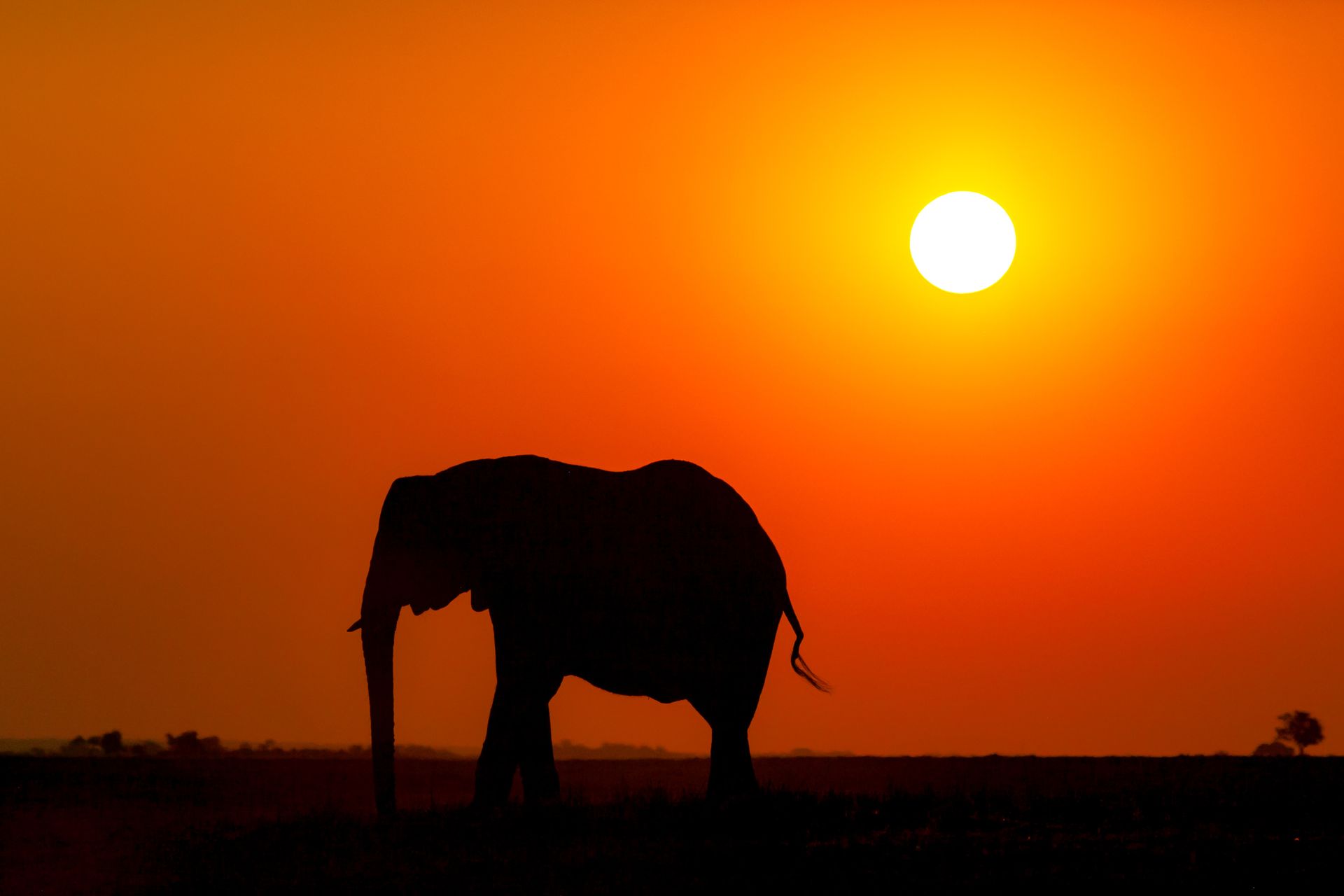 Silhouette of an elephant walking across the African savanna during a brilliant orange sunset.