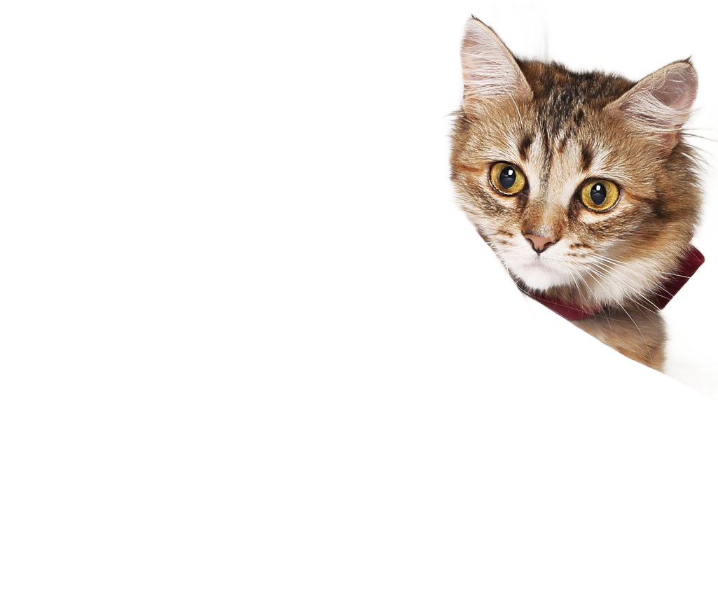 Cat with brown fur and yellow eyes peeking out from the right side of a white background, wearing a red collar.
