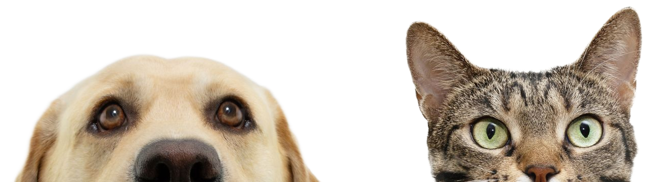Dog and cat peeking, looking at viewer. Dog has brown eyes, cat has green eyes and tabby fur.