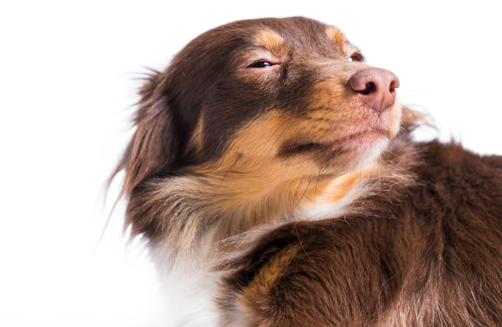Brown and tan dog with closed eyes, looking upward.