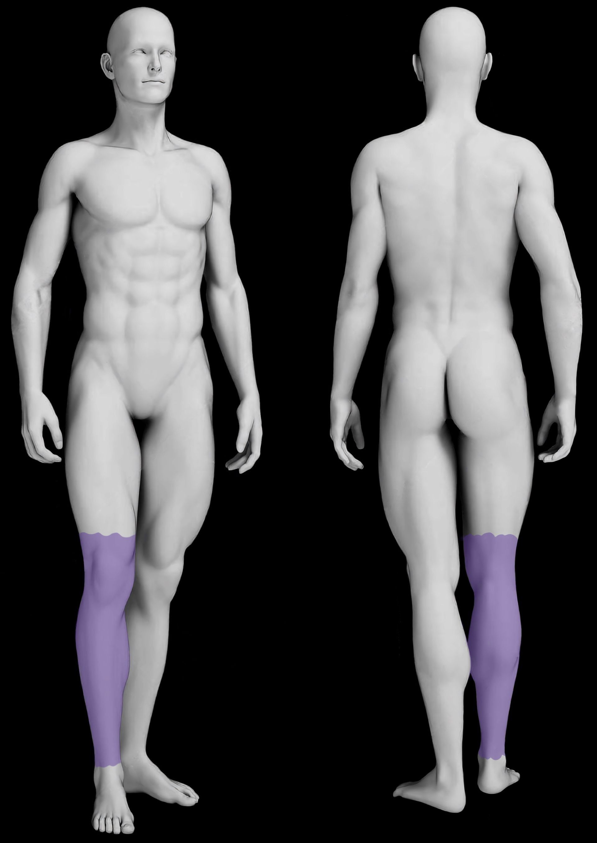 Front and back views of a human figure with the lower legs highlighted in purple. The figure is a 3D anatomical rendering.