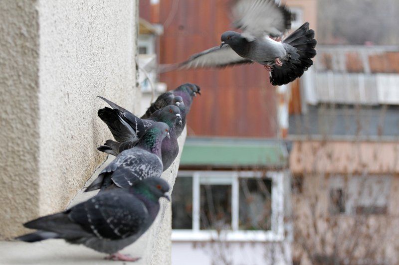 Pest Birds — Canberra, ACT — A1 Professional Pest Control