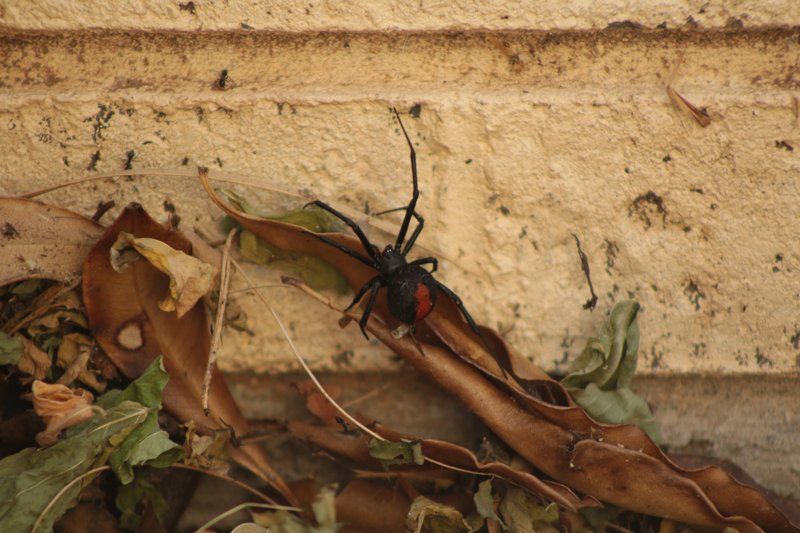Spider — Canberra, ACT — A1 Professional Pest Control Spider — Canberra, ACT — A1 Professional Pest Control