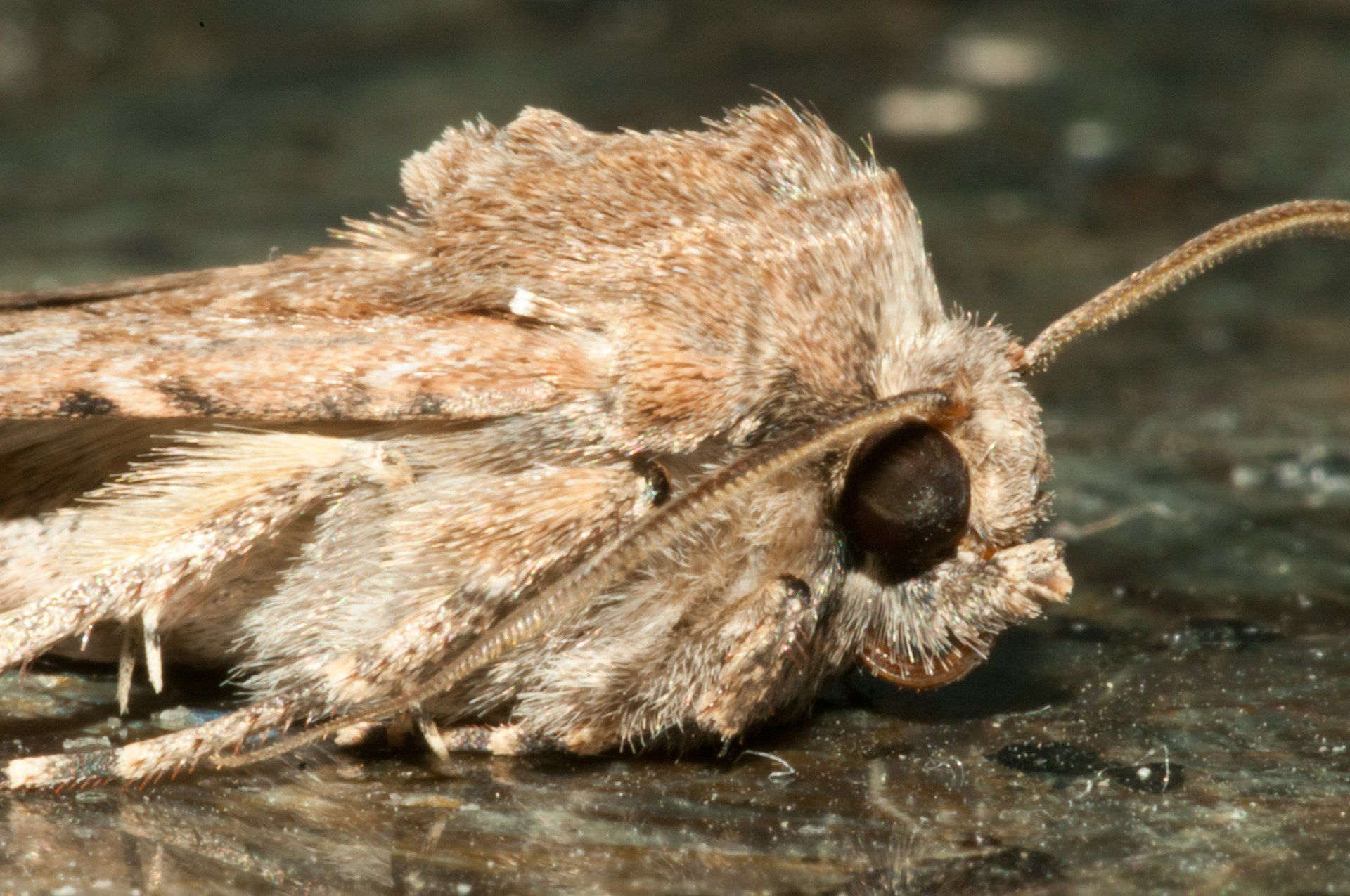 Pantry & Clothes Moths — Canberra, ACT — A1 Professional Pest Control