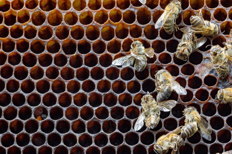Bees — Canberra, ACT — A1 Professional Pest Control Bees — Canberra, ACT — A1 Professional Pest Control