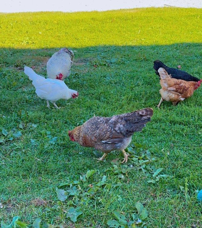 A group of chickens are standing in the grass.