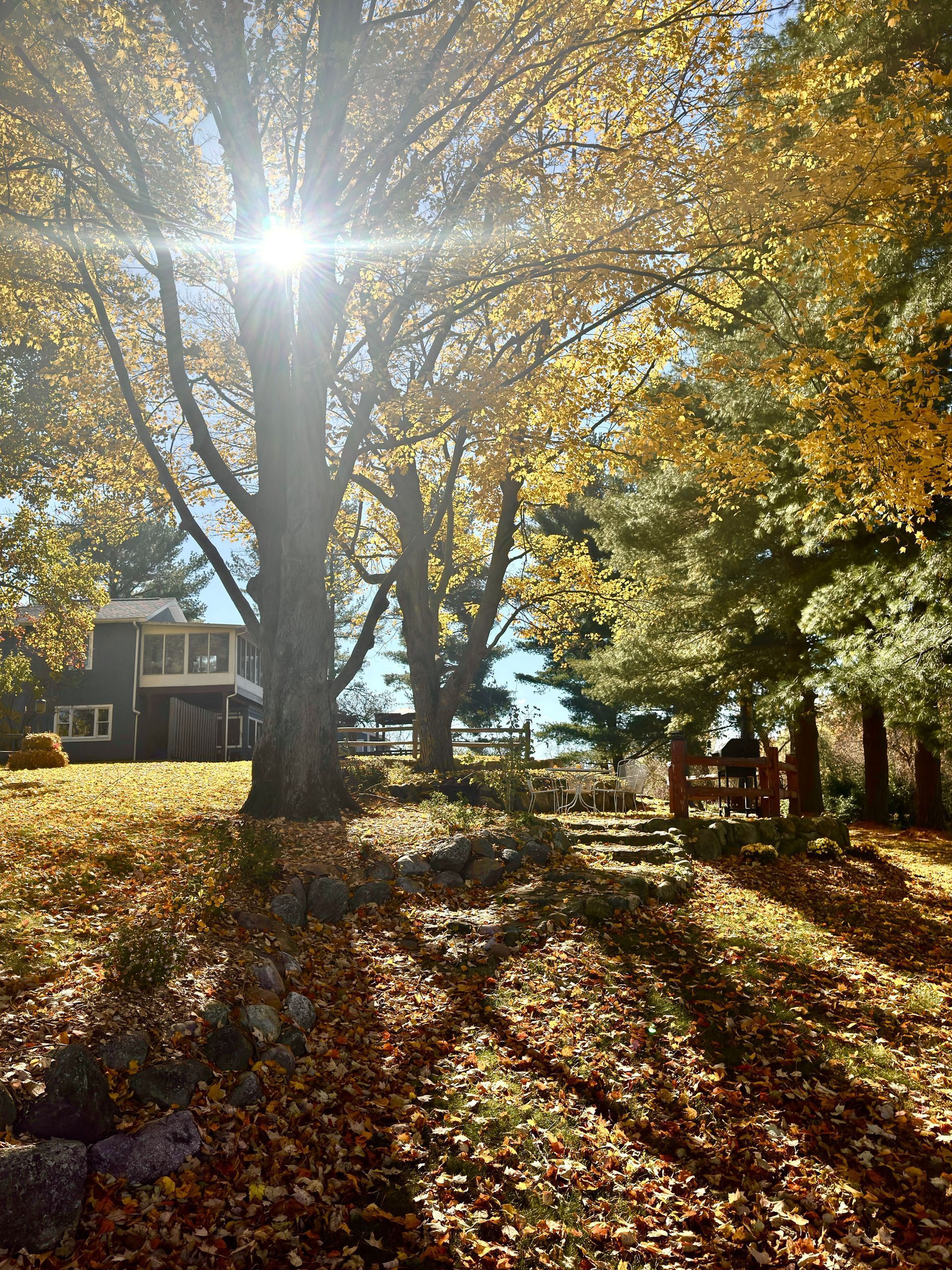 Sun shining through a tree with yellow leaves, casting shadows on a leaf-covered yard and a distant house.