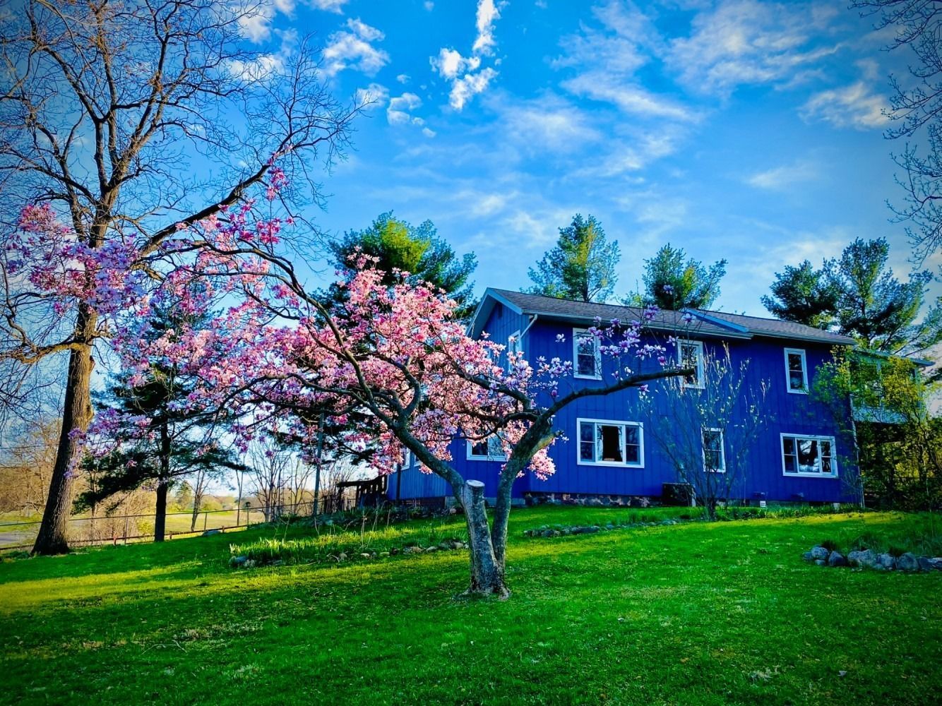 A blue house with a cherry blossom tree in front of it