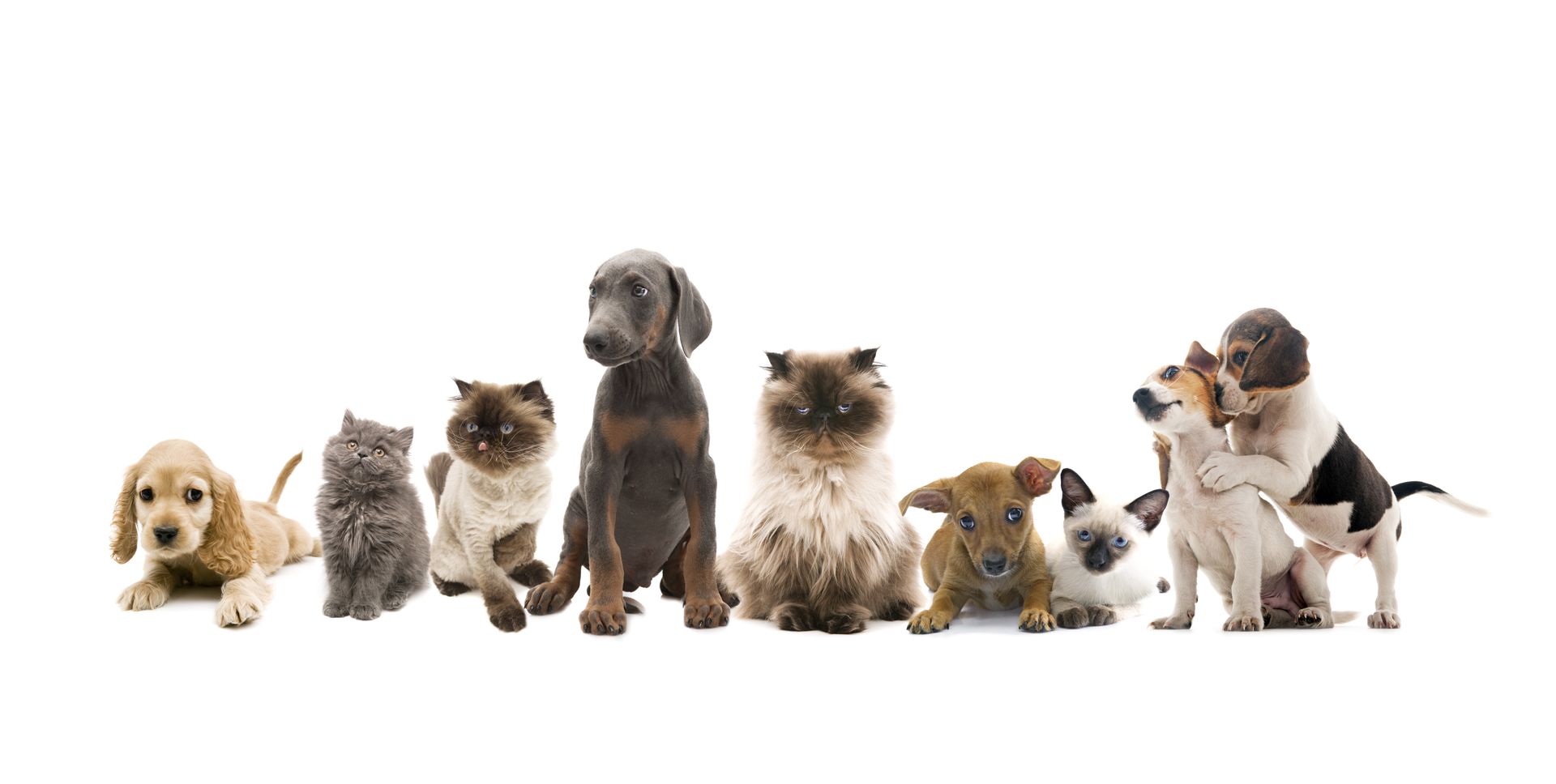 A group of dogs and cats are lined up in a row on a white background