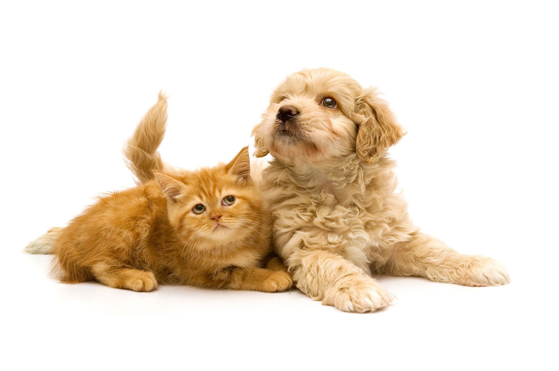 A puppy and a kitten are laying next to each other on a white background. A puppy and a kitten are laying next to each other on a white background.