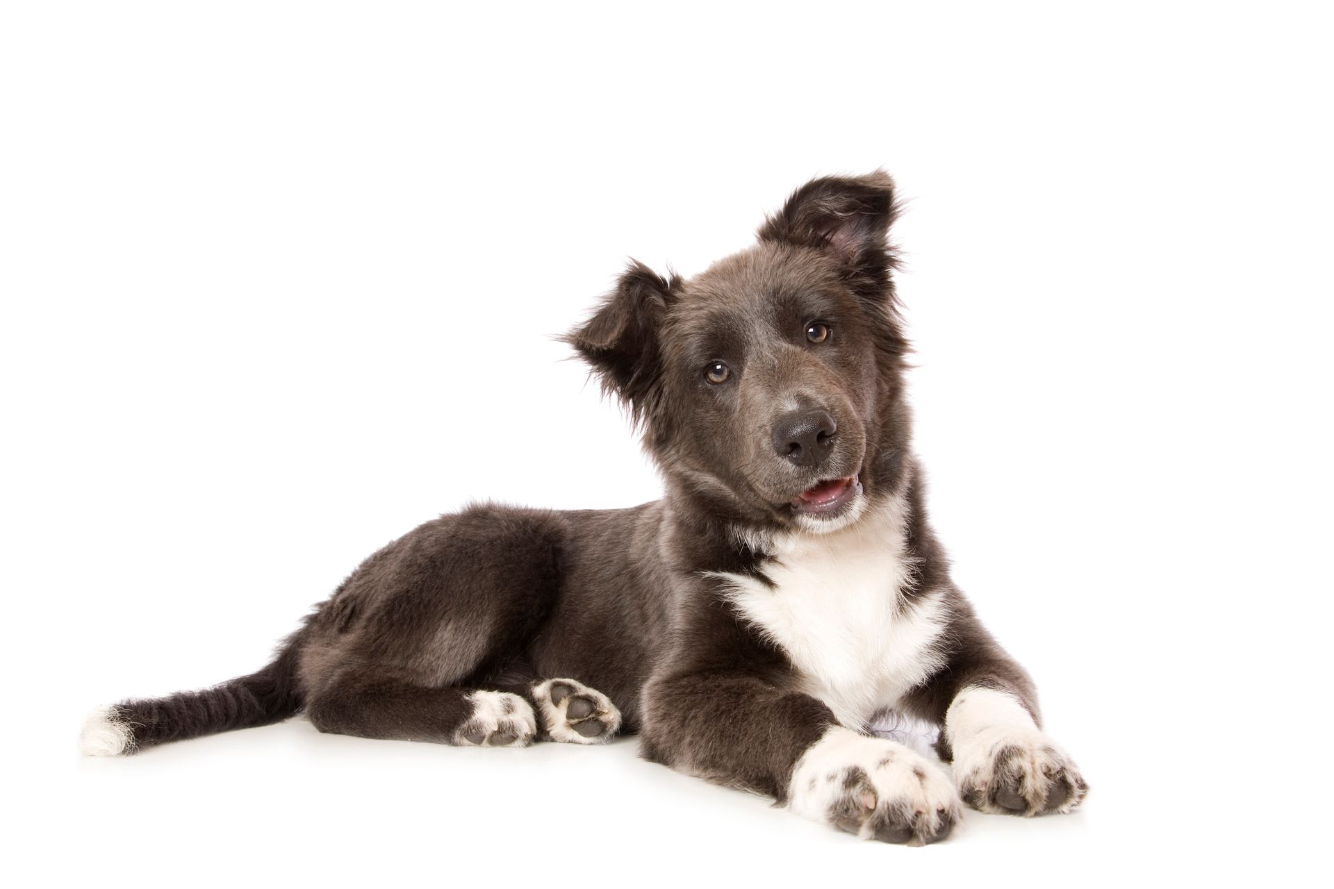 A black and white puppy is laying down on a white background. A black and white puppy is laying down on a white background.