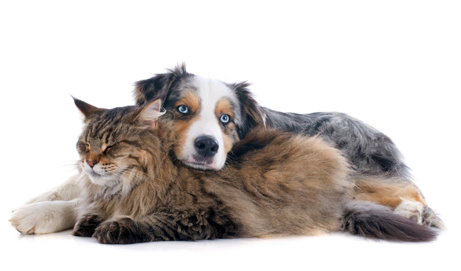 A dog and a cat are laying next to each other on a white background. A dog and a cat are laying next to each other on a white background.