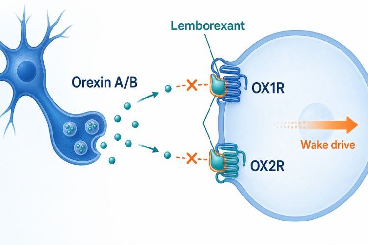 OrexinAB｜DAYVIGO 的作用｜達衛眠
