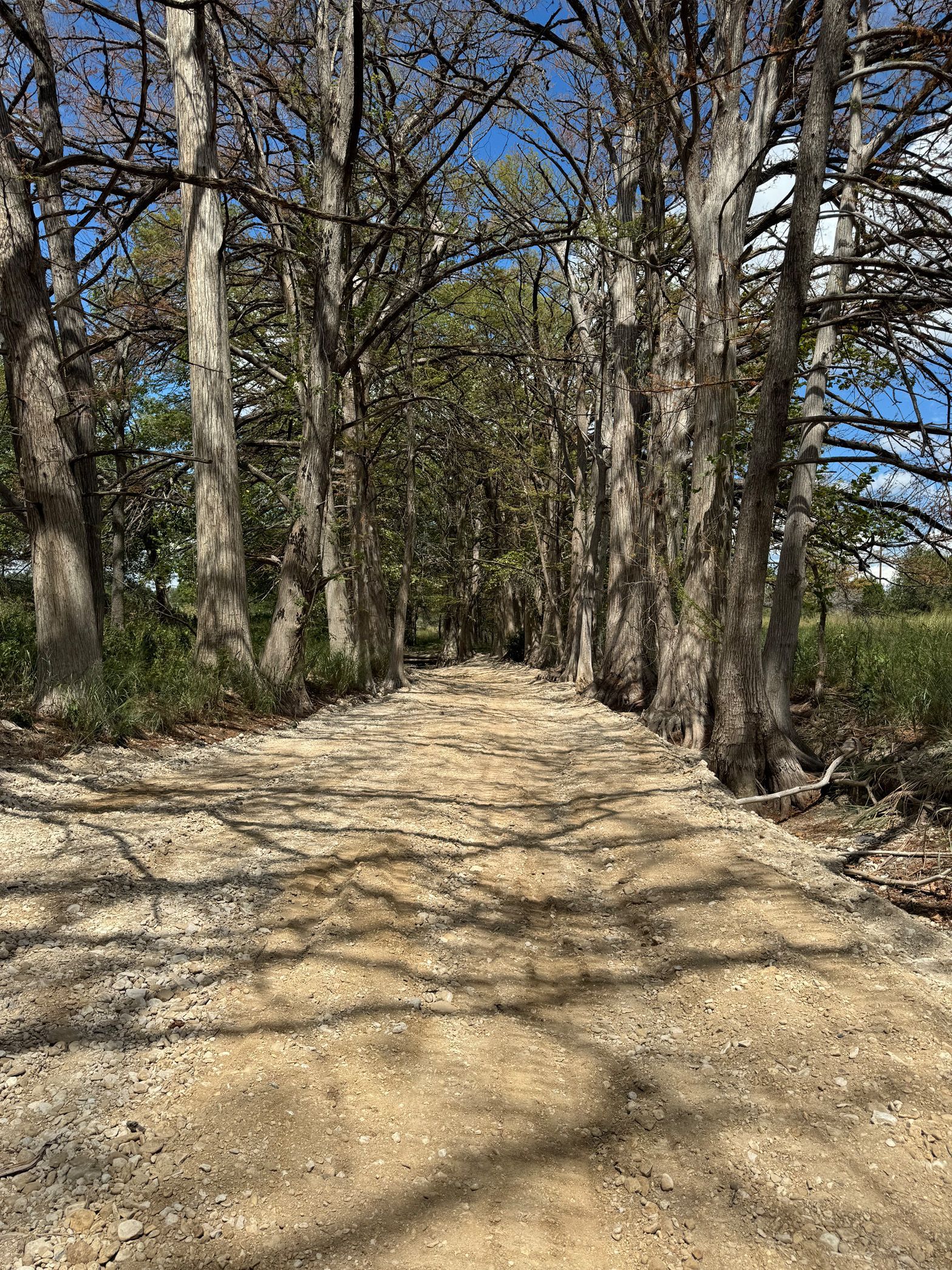A dirt road going through a forest with trees on both sides.