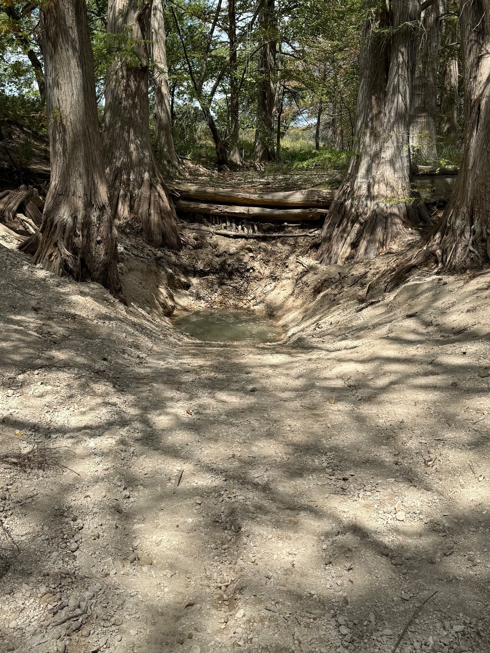 A dirt path in the middle of a forest surrounded by trees.