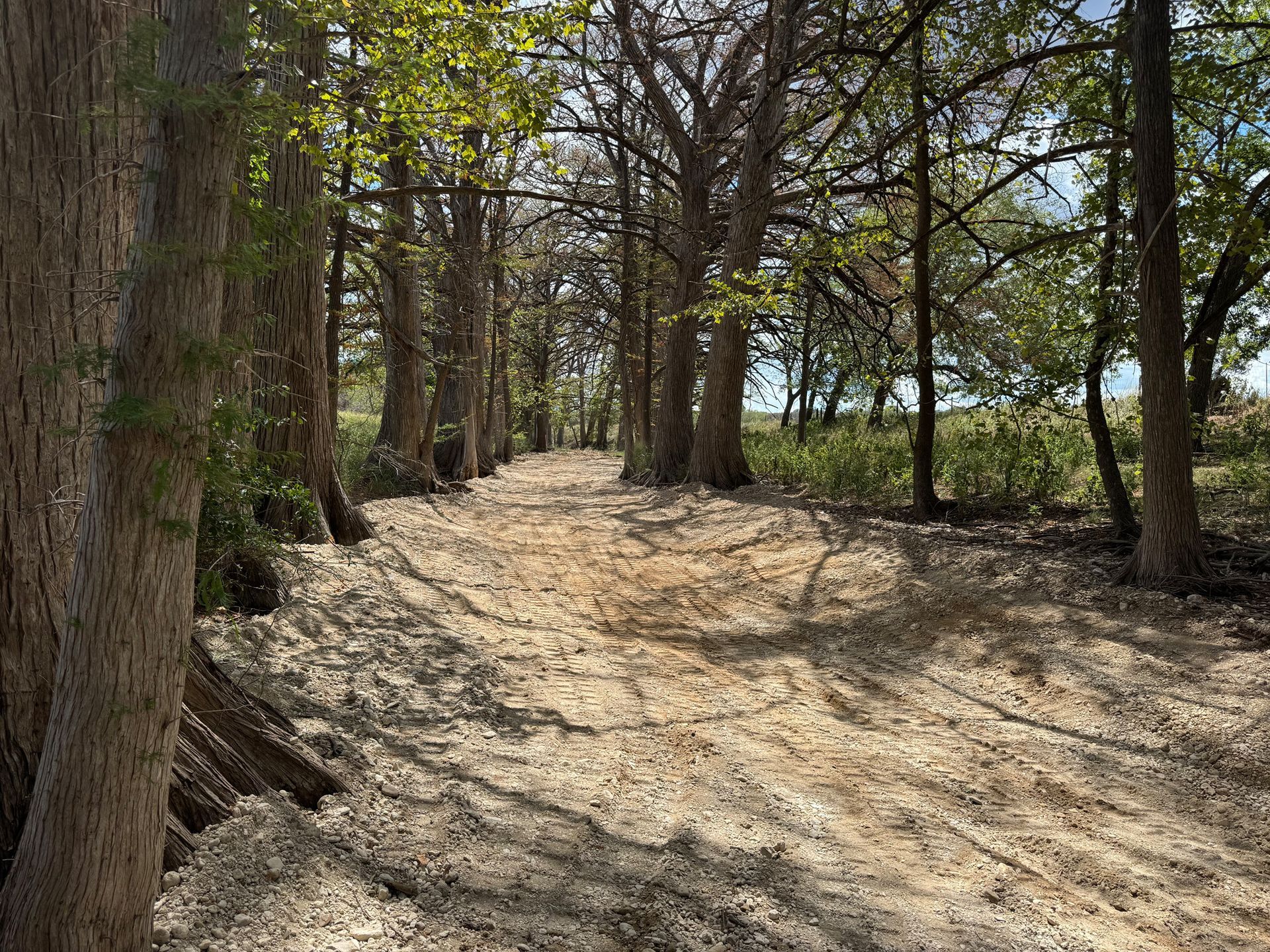 A dirt path in the middle of a forest lined with trees.
