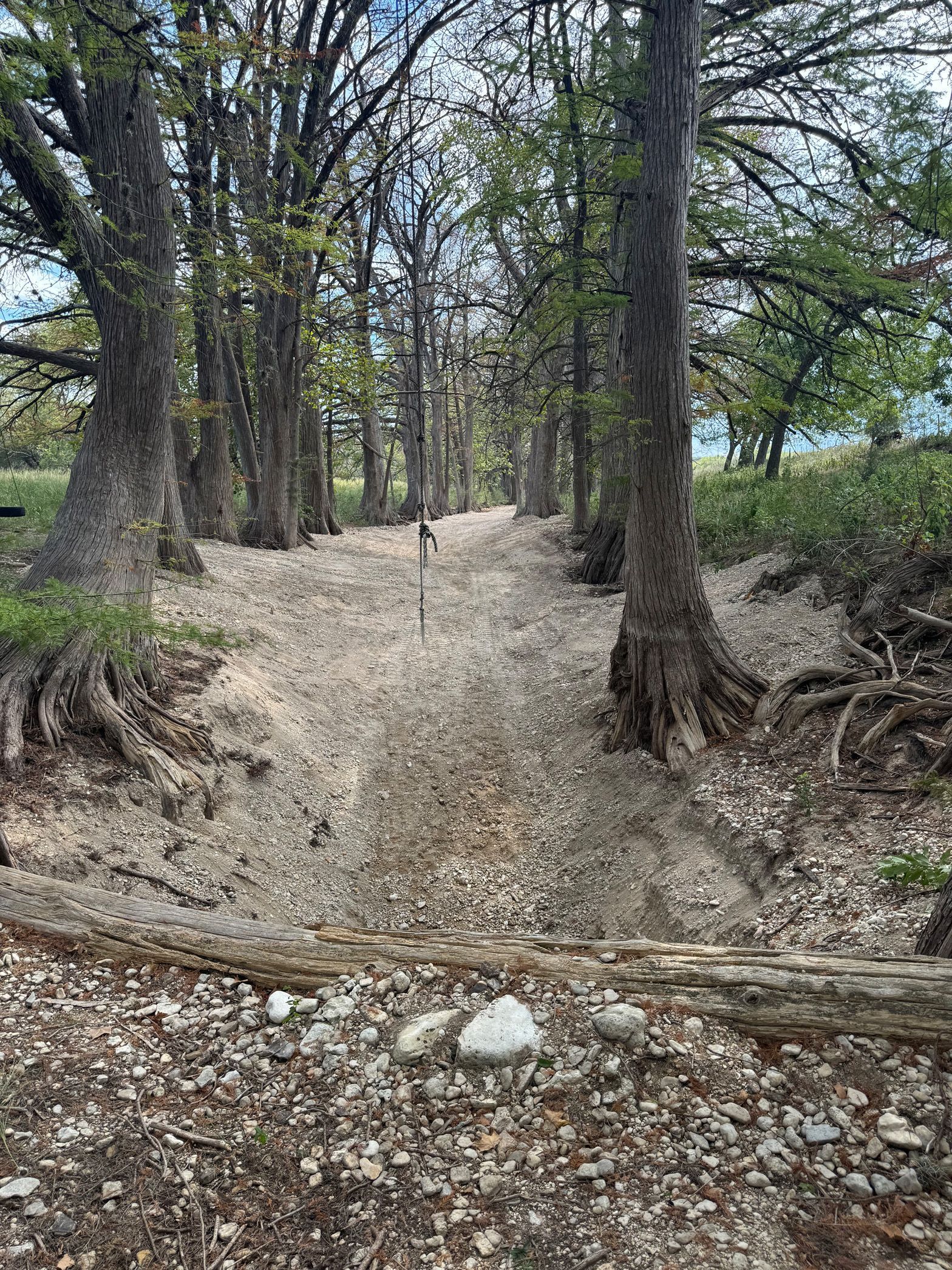 A dirt path in the middle of a forest surrounded by trees.