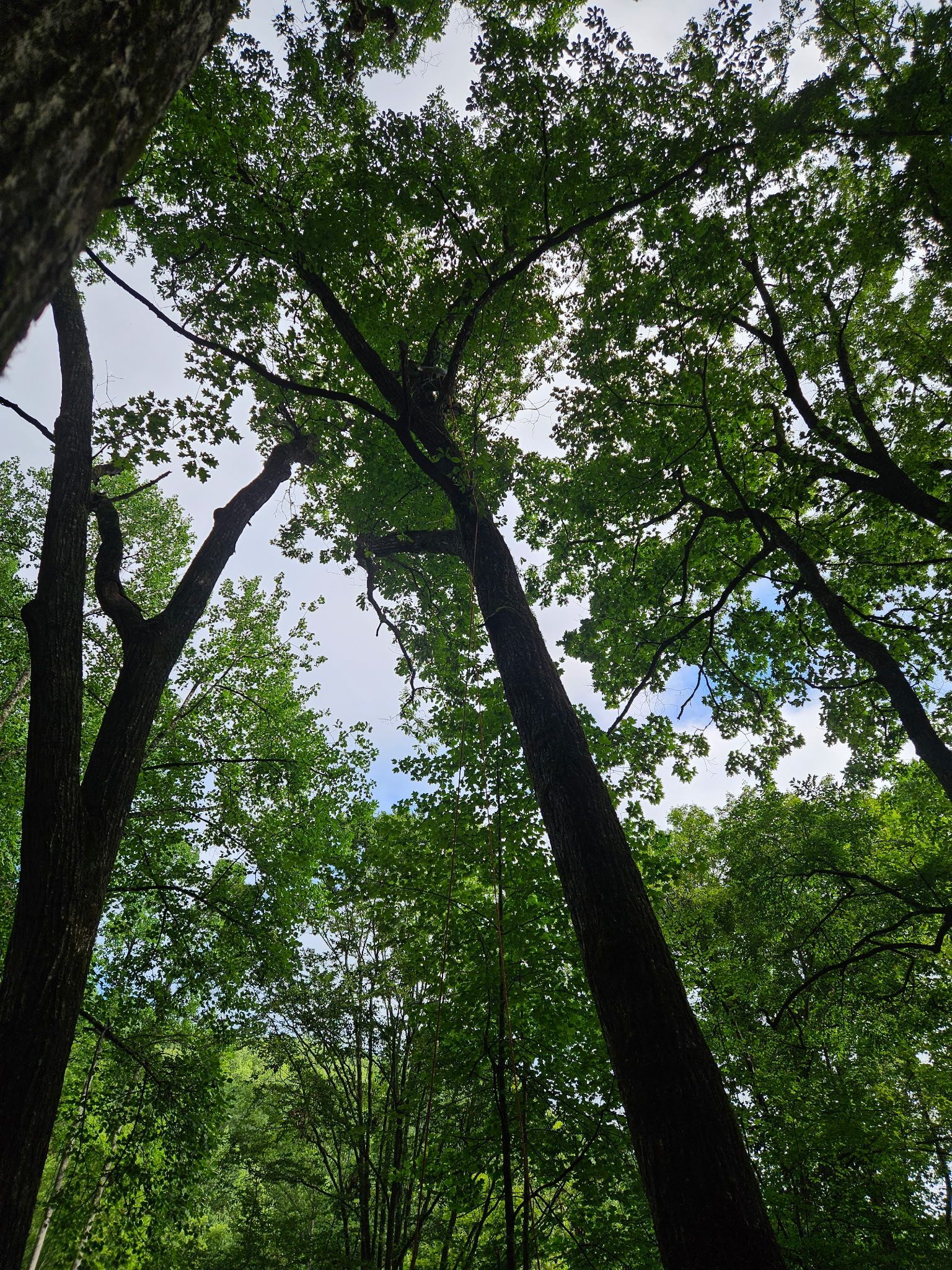 Tall trees with dense green leaves reaching toward a bright sky in a forest canopy view