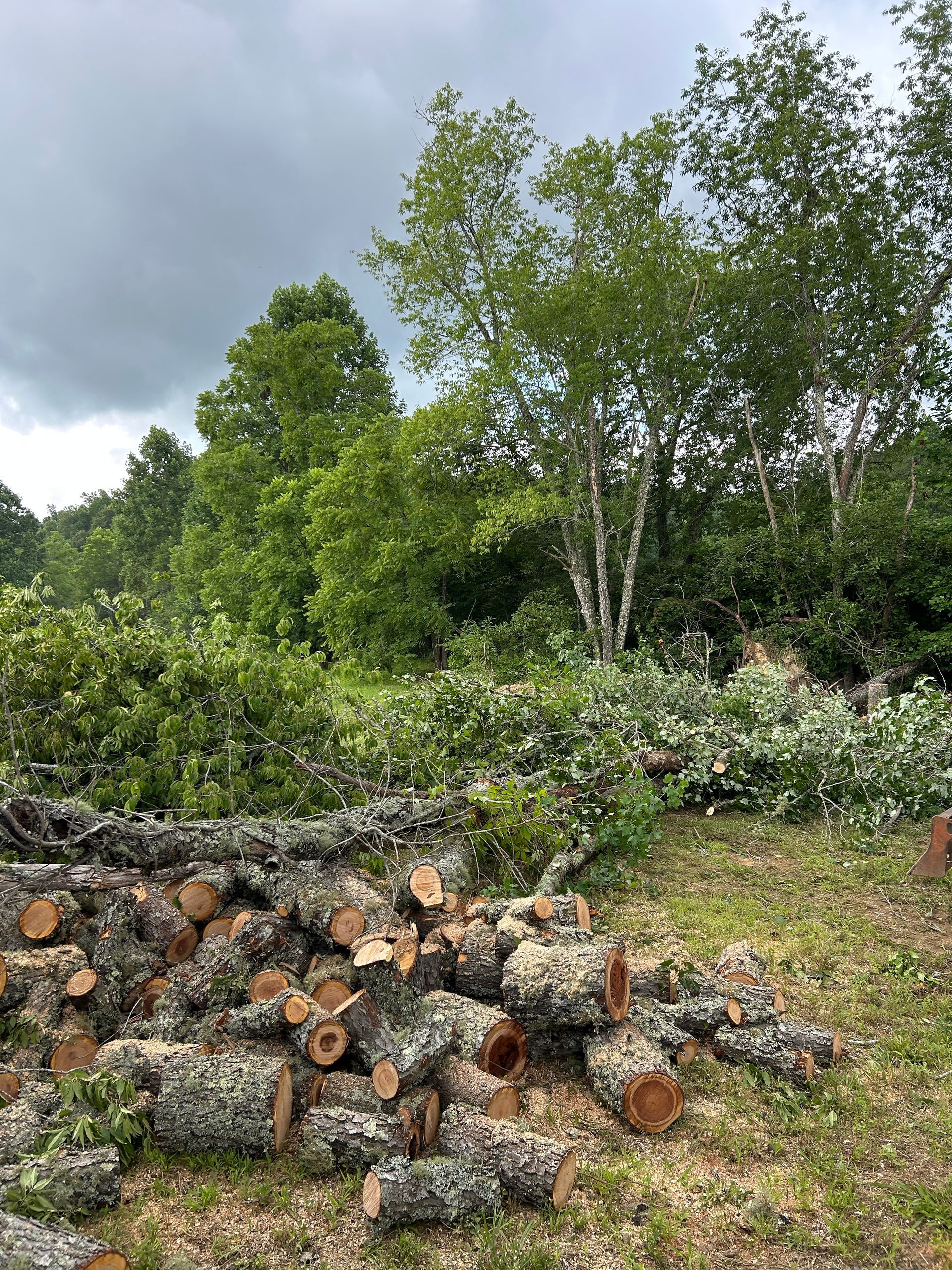 Piles of cut logs in a grassy clearing with dense green trees and cloudy sky behind