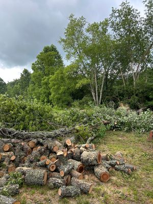 Cut logs stacked in a grassy clearing with dense green trees and a cloudy sky