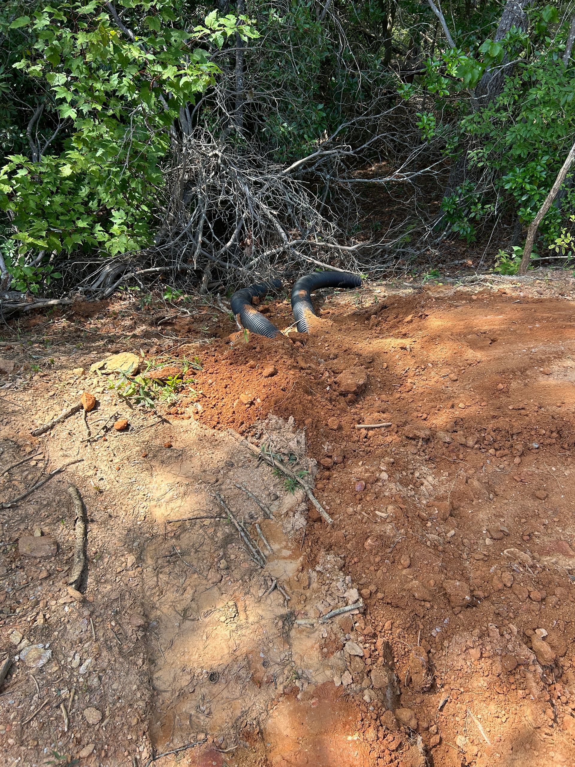 Black dog lying in brush at the edge of a reddish dirt path
