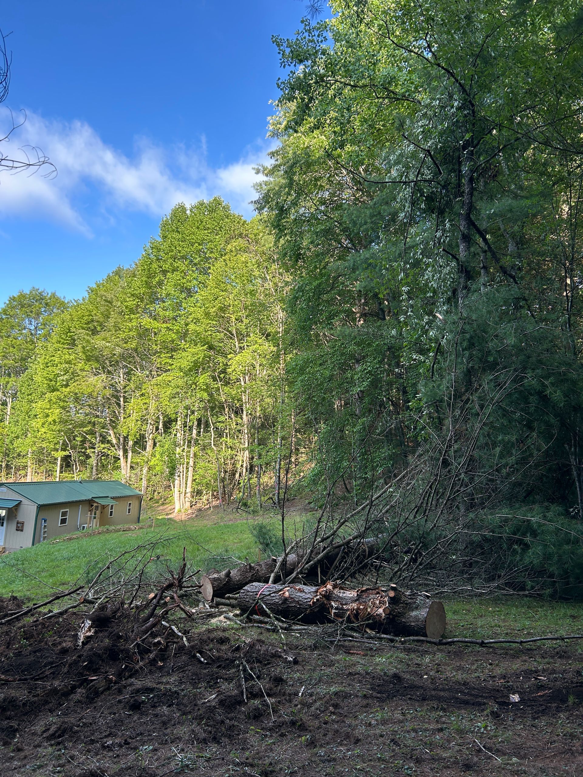 Forest clearing with a small building, fallen logs, and tall green trees under a blue sky