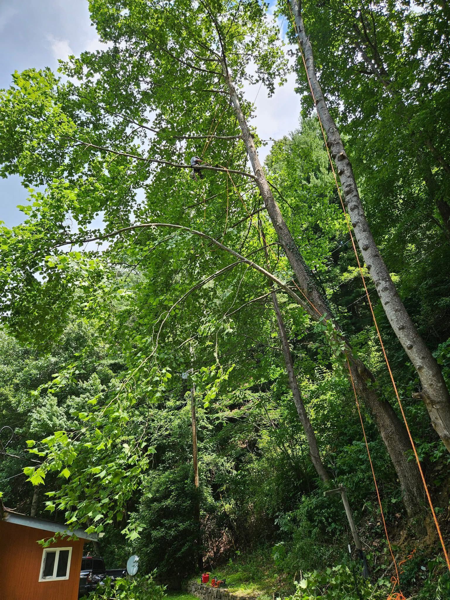 Dense green forest canopy with tall tree trunks and a small cabin at the lower left