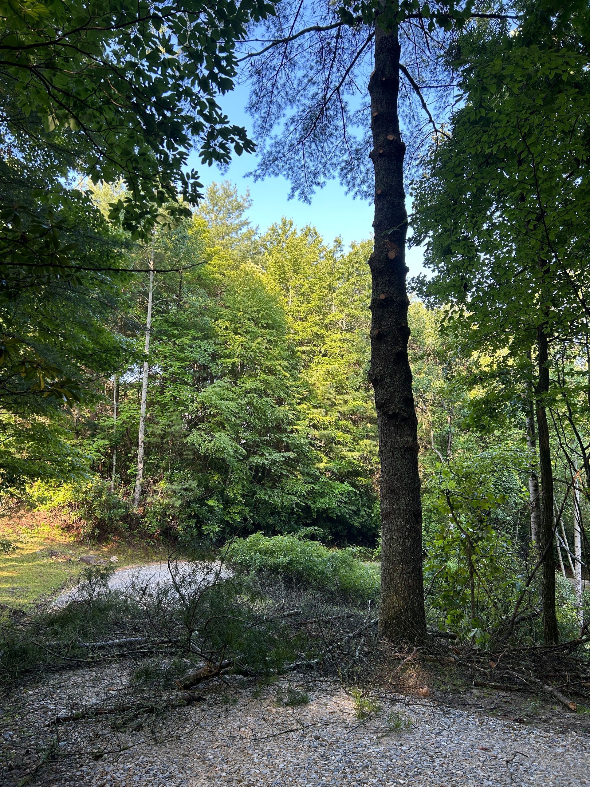 Sunlit forest path with tall trees and dense green foliage, dappled with shade.