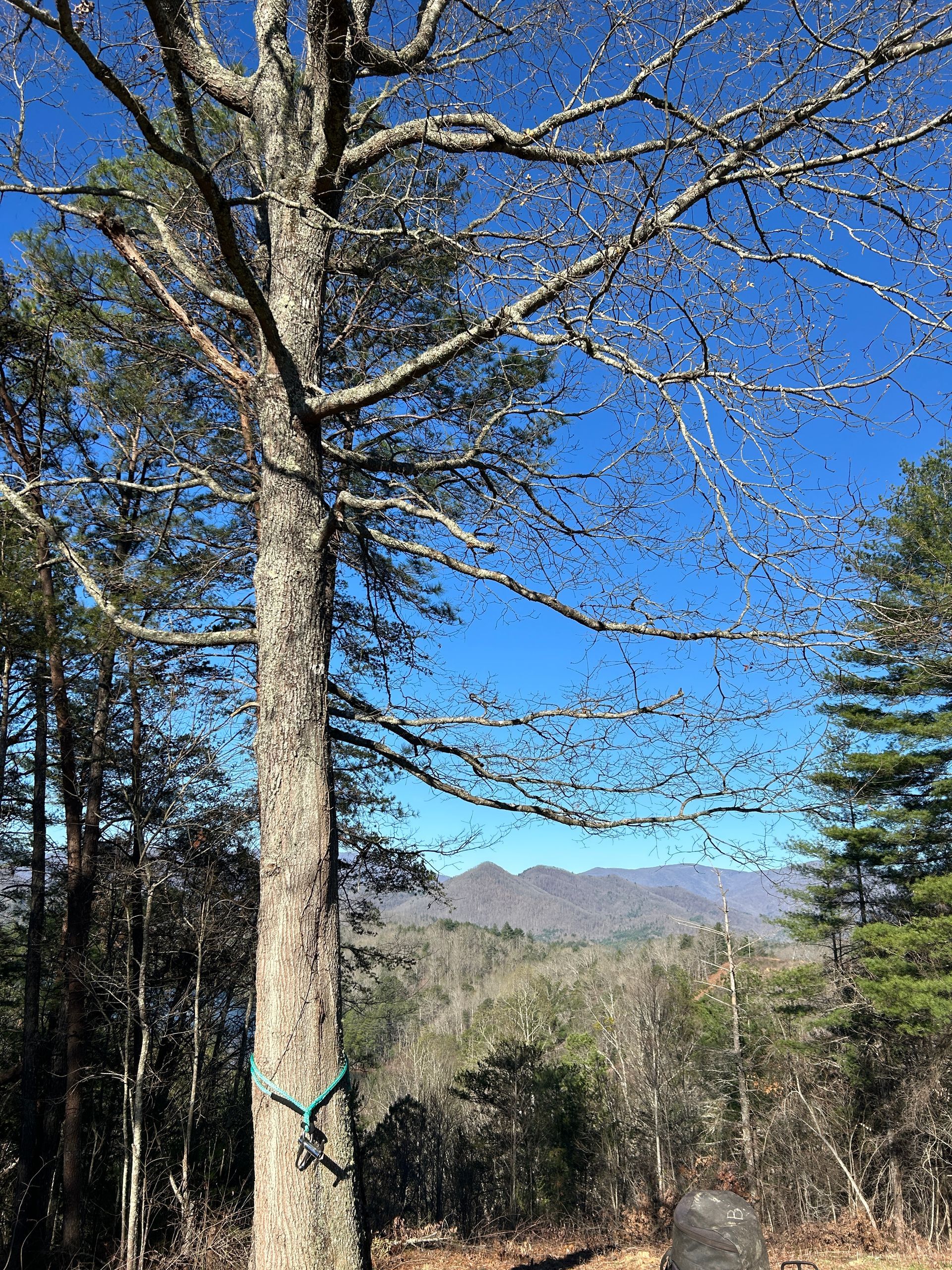 Tall tree in a wooded landscape with blue sky and distant mountains