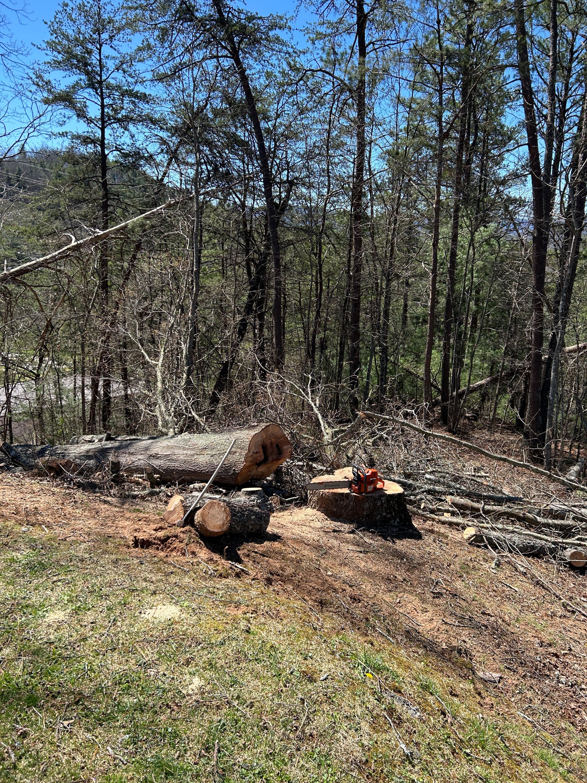Wooded hillside with a fallen log, cut stumps, and dry leaves under a clear blue sky