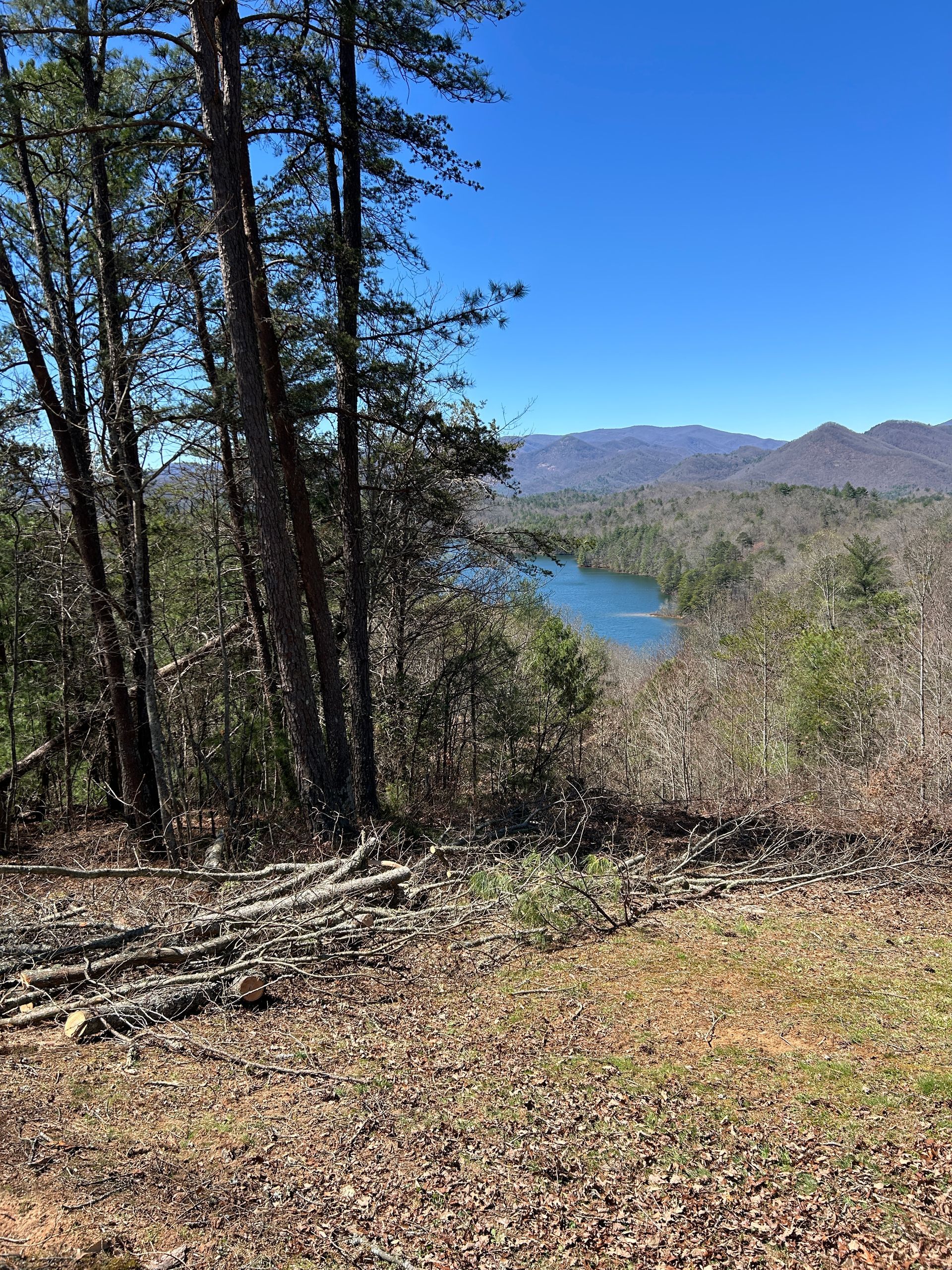 Wooded hillside with trees overlooking a blue lake and mountains under a clear sky