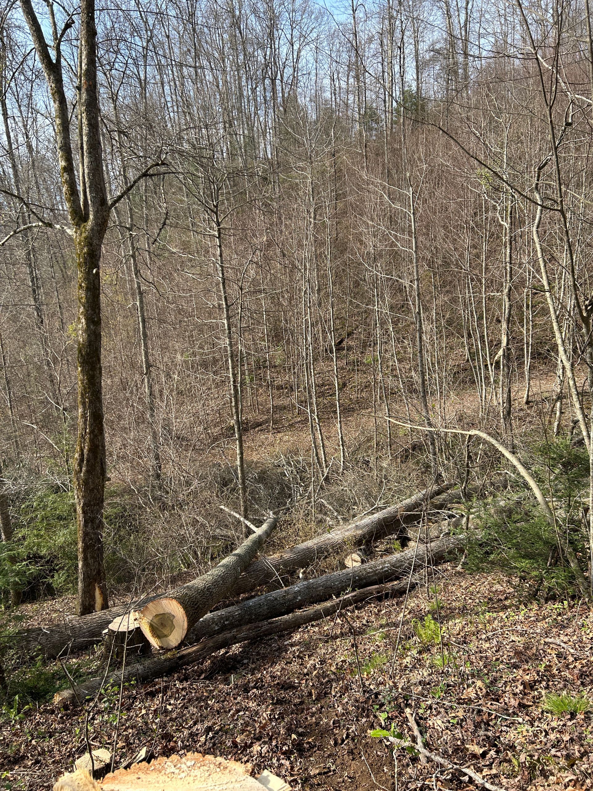 Leafless woodland hillside with two cut logs on the ground in sunlight