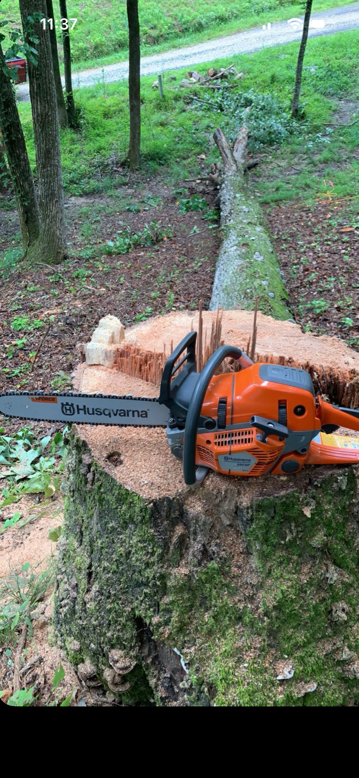 Orange chainsaw on a cut log in a wooded area with a long felled tree behind it.