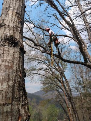 Person in a tree using a yellow climbing rope, with leafless branches and blue sky in the background.
