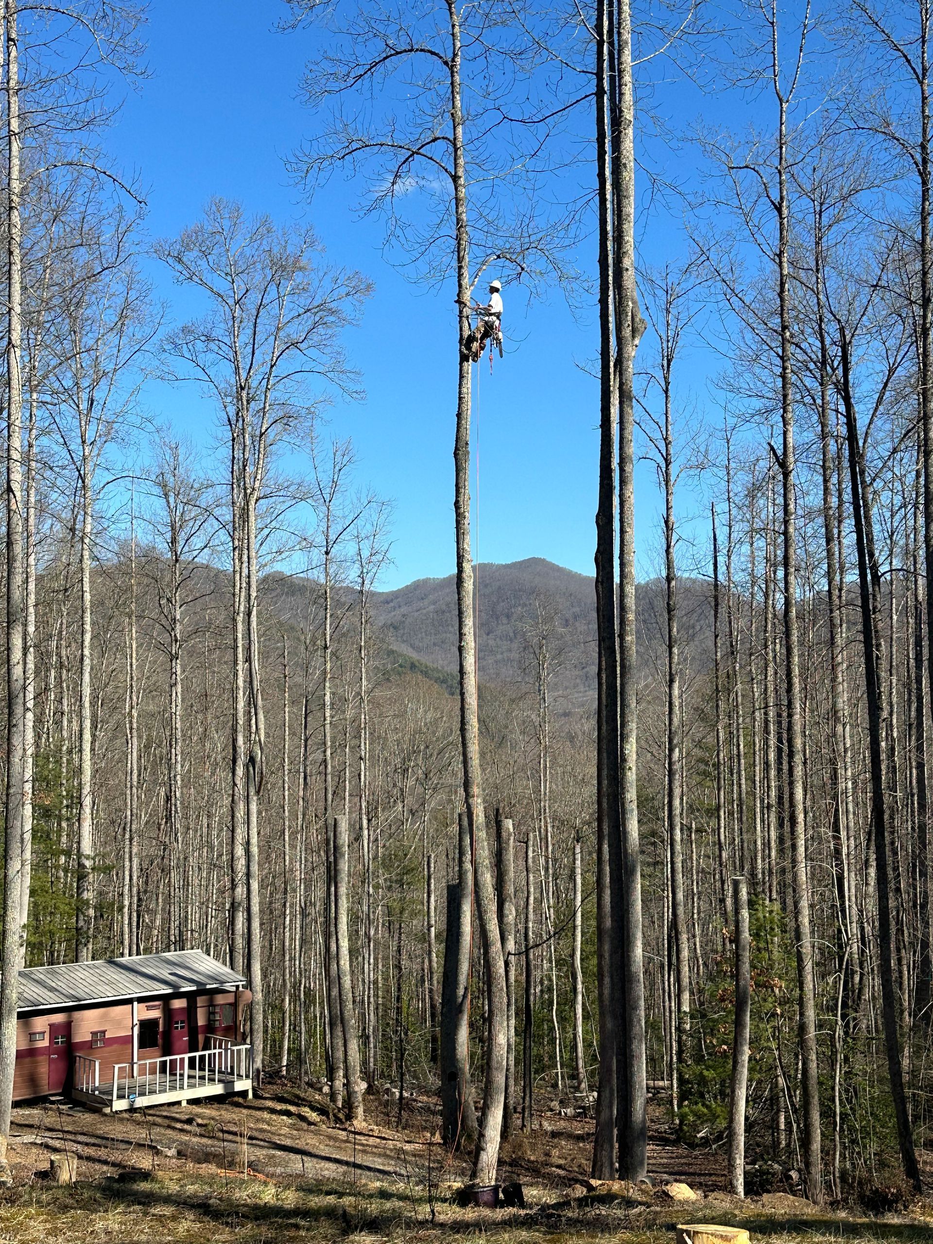 Tall bare trees in a forest with a small red cabin and mountains under a blue sky.