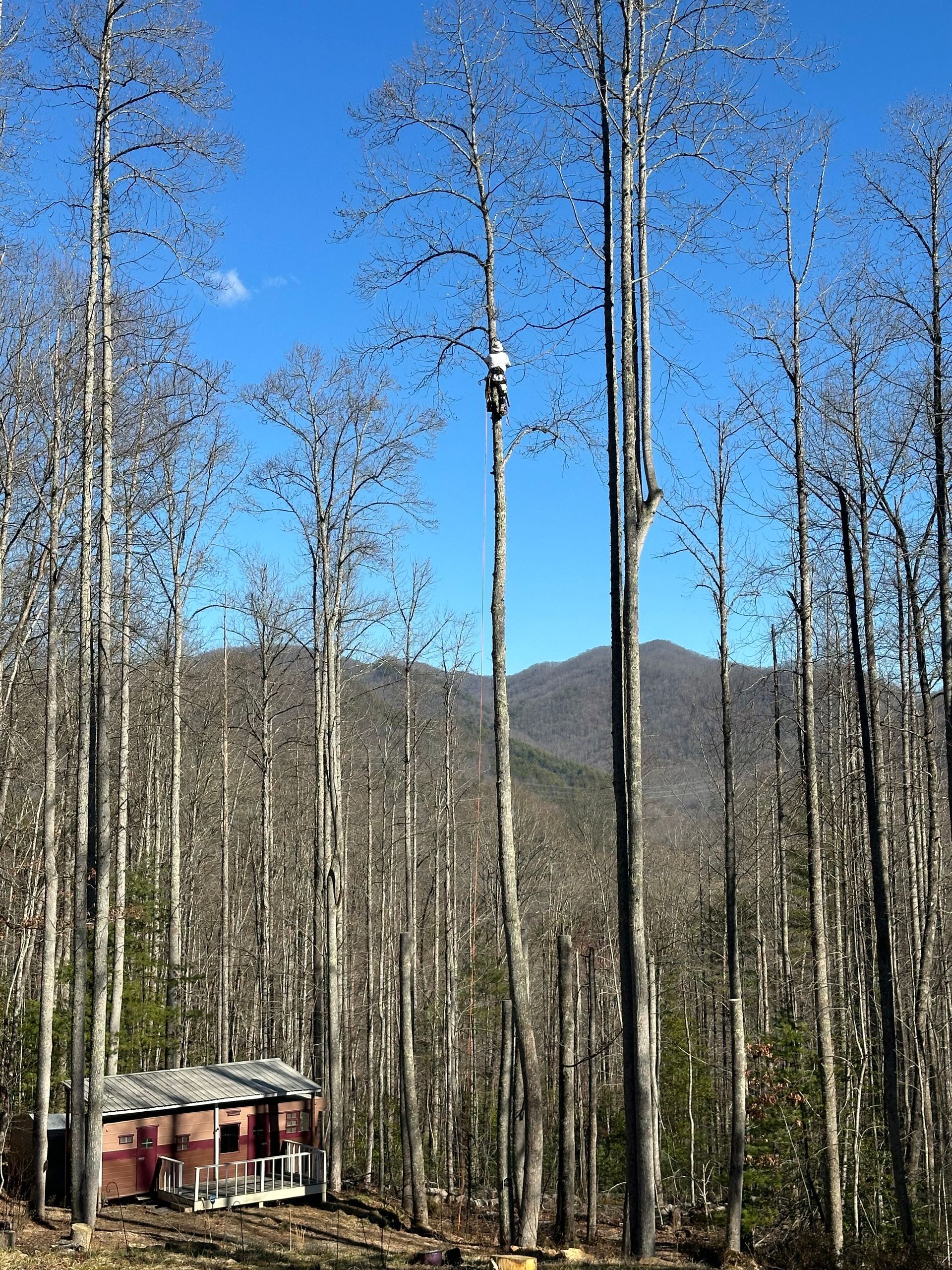 Tall bare trees in a forest with a small red cabin and mountains under a clear blue sky