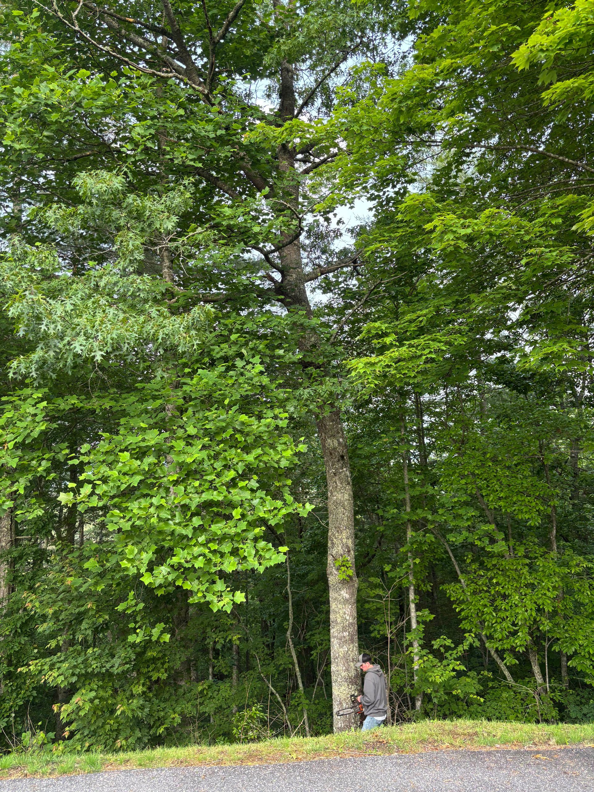Person standing by a tree in a lush green forest clearing